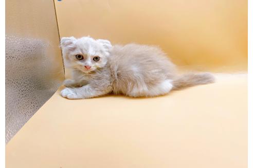 成約済の東京都のスコティッシュフォールド-34499の5枚目