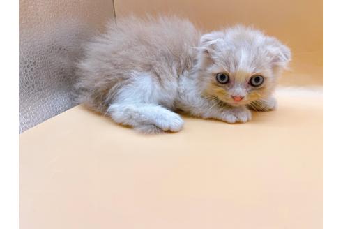 成約済の東京都のスコティッシュフォールド-34490の7枚目