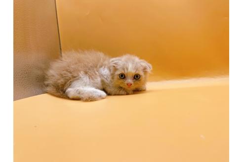 成約済の東京都のスコティッシュフォールド-34490の6枚目