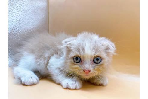 成約済の東京都のスコティッシュフォールド-34490