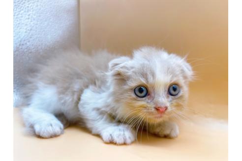 成約済の東京都のスコティッシュフォールド-34490の8枚目