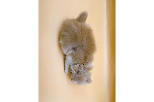 成約済の東京都のスコティッシュフォールド-34490の5枚目