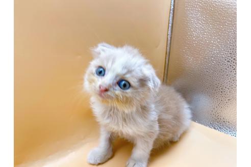 成約済の東京都のスコティッシュフォールド-34490の10枚目