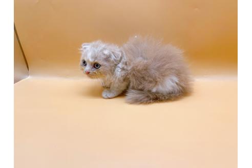 成約済の東京都のスコティッシュフォールド-34490の9枚目