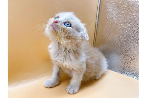 成約済の東京都のスコティッシュフォールド-34490の2枚目