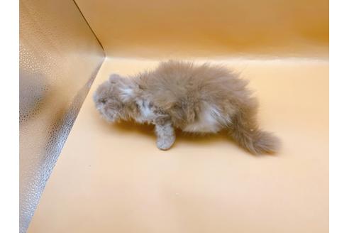 成約済の東京都のスコティッシュフォールド-34490の3枚目