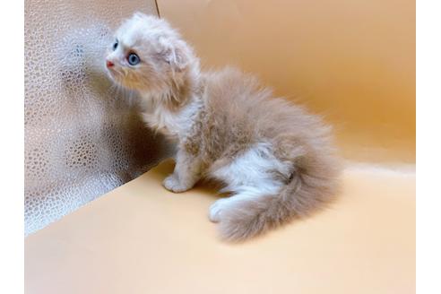 成約済の東京都のスコティッシュフォールド-34490の4枚目