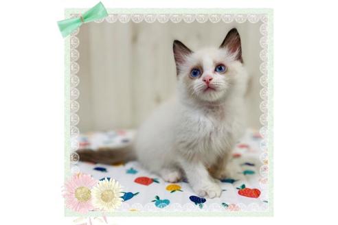 成約済の大阪府のラグドール-34084の1枚目