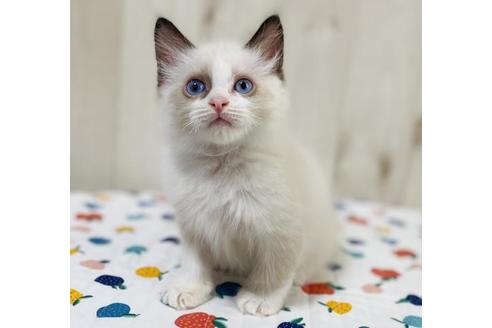 成約済の大阪府のラグドール-34084の2枚目