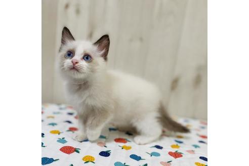 成約済の大阪府のラグドール-34084の3枚目