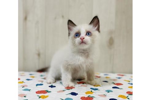 成約済の大阪府のラグドール-34084の5枚目