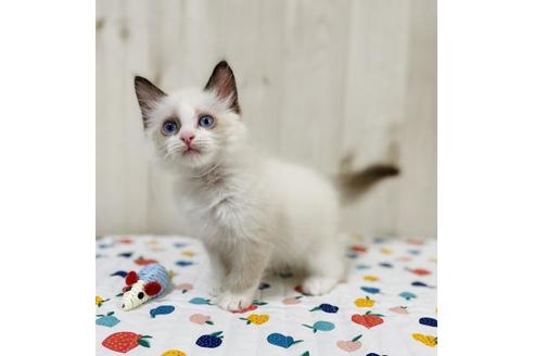 成約済の大阪府のラグドール-34084の4枚目