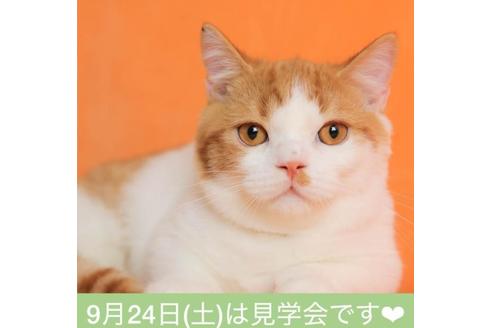 千葉県のマンチカン 男の子 22 04 15生まれ まん丸顔で可愛い 長足の男の子 毛色 トーティー 短毛 子猫id 341 子猫ブリーダーナビ