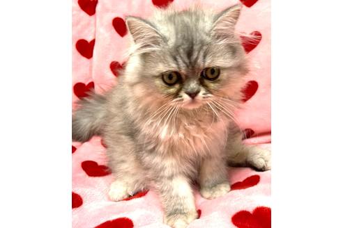 成約済の愛知県のペルシャ-32345の5枚目