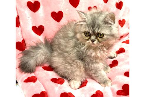 成約済の愛知県のペルシャ-32345の4枚目