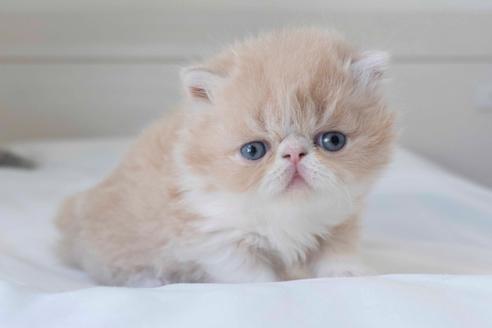 成約済の東京都のエキゾチックロングヘア-33800の19枚目