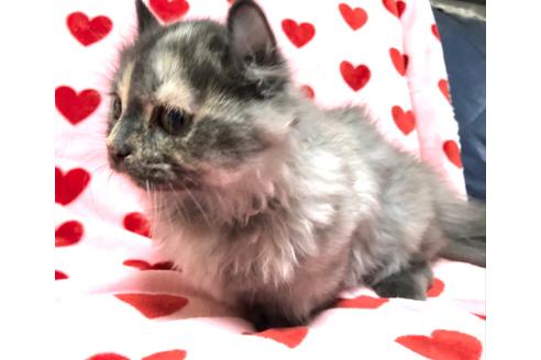 成約済の愛知県のマンチカン-30212の2枚目