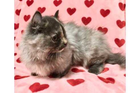 成約済の愛知県のマンチカン-30212の1枚目