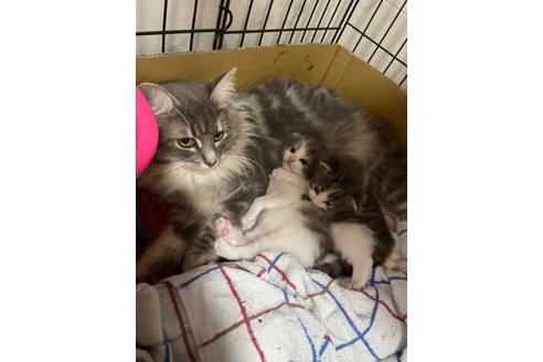 ののノルウェージャンフォレストキャット-