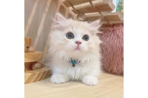 成約済の長野県のミヌエット-31744