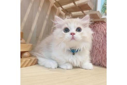 成約済の長野県のミヌエット-31744の2枚目