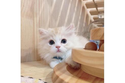 成約済の長野県のミヌエット-31744の3枚目