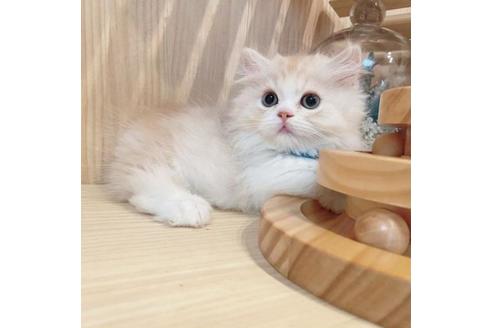 成約済の長野県のミヌエット-31744の4枚目