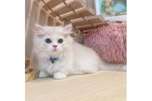 成約済の長野県のミヌエット-31744の5枚目