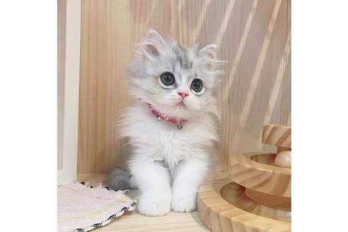 成約済の長野県のミヌエット-33261の5枚目