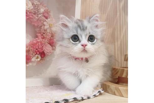 成約済の長野県のミヌエット-33261の2枚目