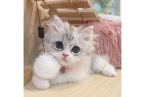 成約済の長野県のミヌエット-33261の1枚目