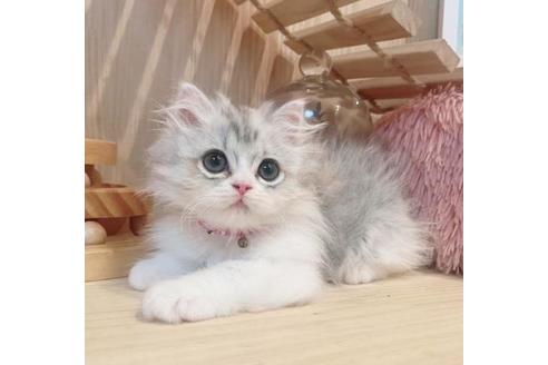 成約済の長野県のミヌエット-33261の3枚目