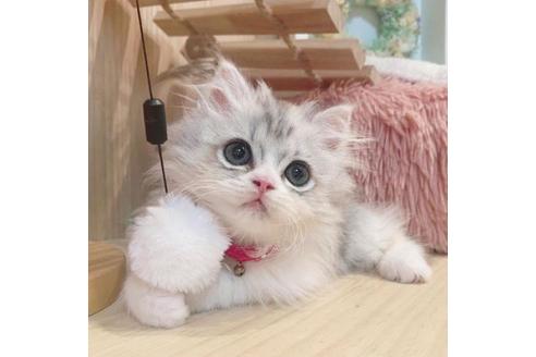 成約済の長野県のミヌエット-33261の4枚目