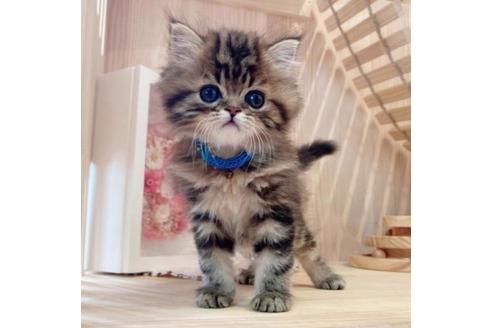 成約済の長野県のミヌエット-33711の1枚目