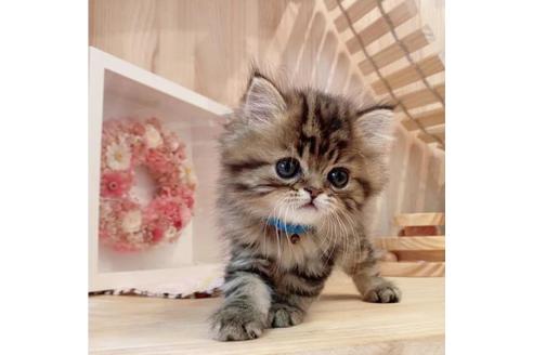 成約済の長野県のミヌエット-33711の4枚目