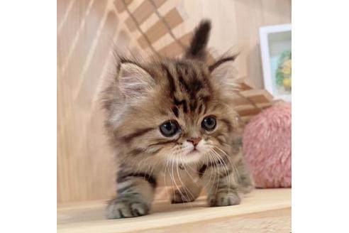 成約済の長野県のミヌエット-33711の5枚目