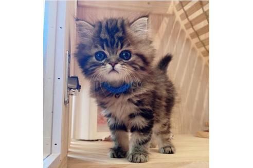 成約済の長野県のミヌエット-33711の3枚目