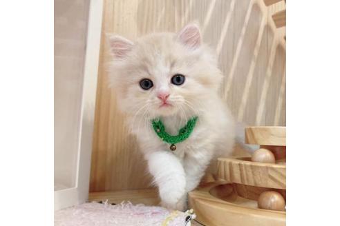 成約済の長野県のミヌエット-33710