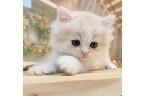 成約済の長野県のミヌエット-33710の3枚目