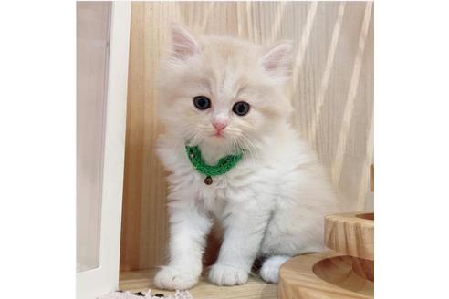 成約済の長野県のミヌエット-33710の4枚目