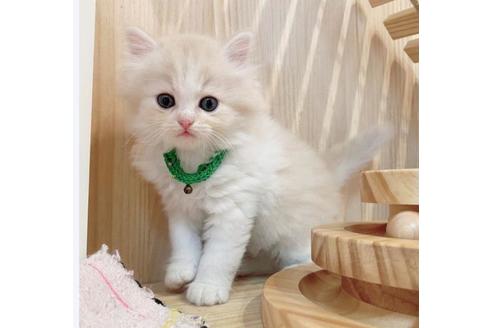 成約済の長野県のミヌエット-33710の2枚目