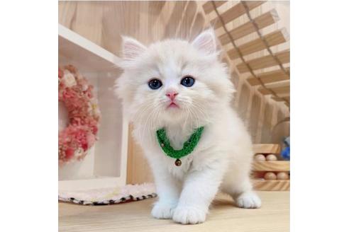 成約済の長野県のミヌエット-33710の5枚目