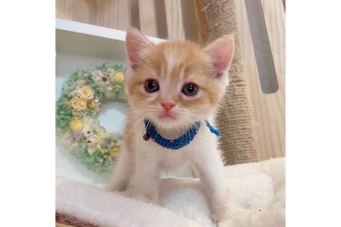 成約済の長野県のマンチカン-34436の2枚目