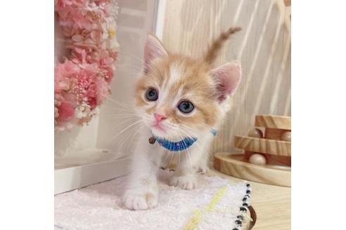 成約済の長野県のマンチカン-34436の1枚目