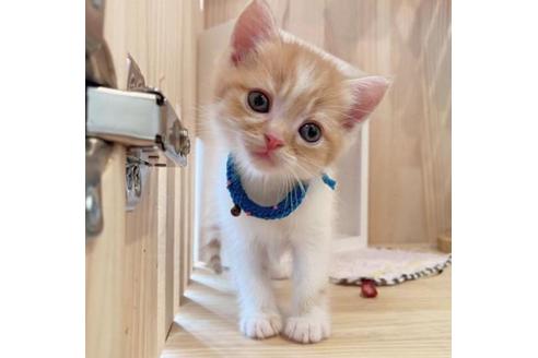 成約済の長野県のマンチカン-34436の4枚目