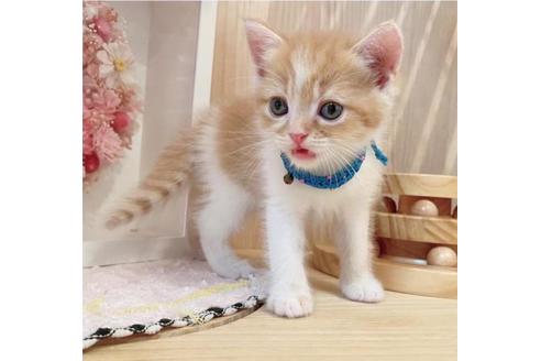 成約済の長野県のマンチカン-34436の5枚目