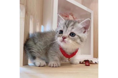 成約済の長野県のマンチカン-34437の4枚目