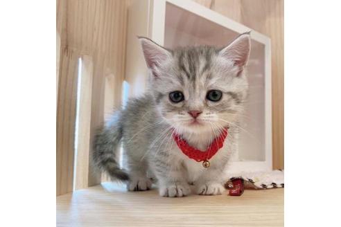 成約済の長野県のマンチカン-34437の1枚目