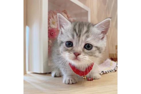 成約済の長野県のマンチカン-34437の5枚目