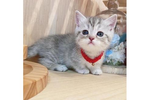 成約済の長野県のマンチカン-34437の2枚目